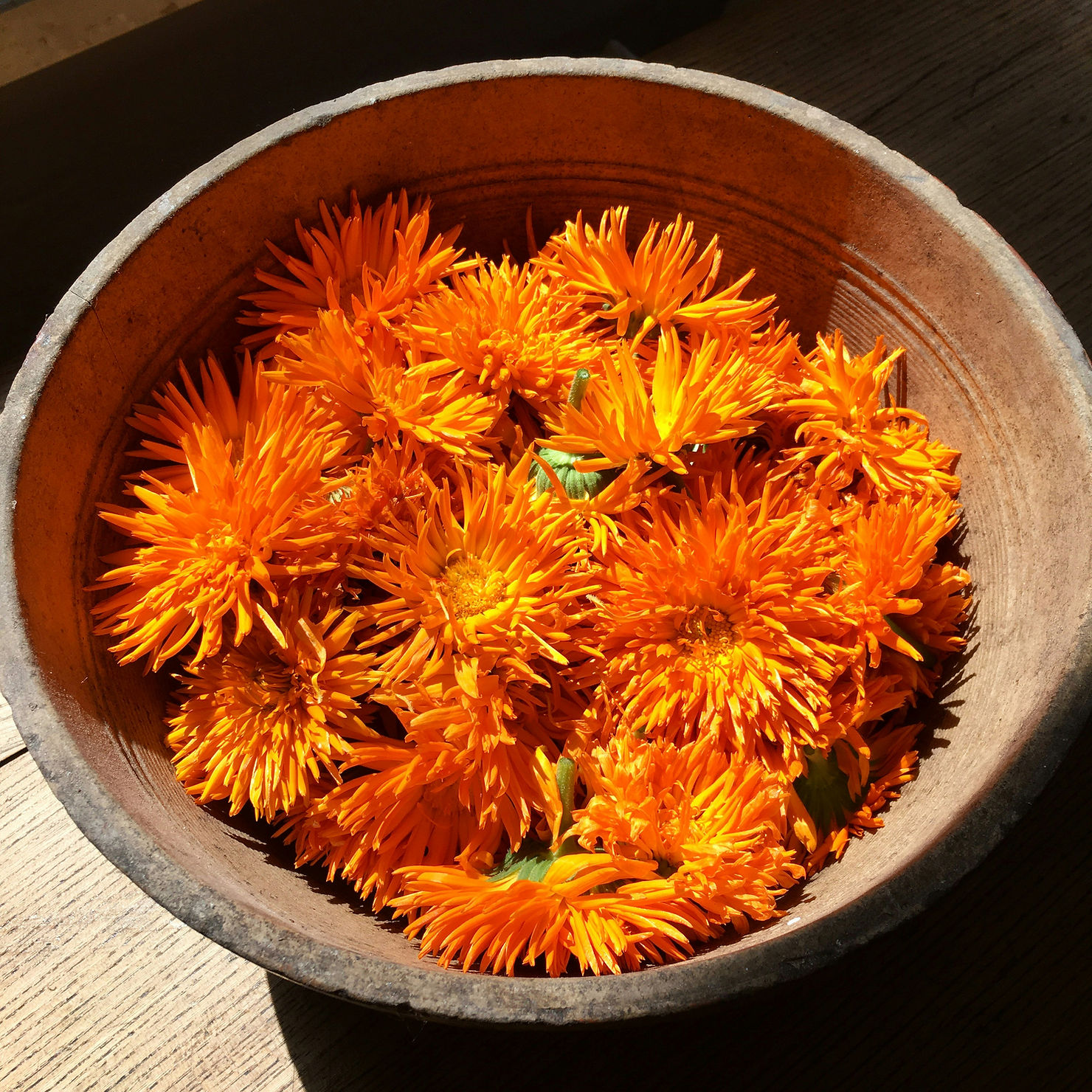 Calendula Benefits and Uses