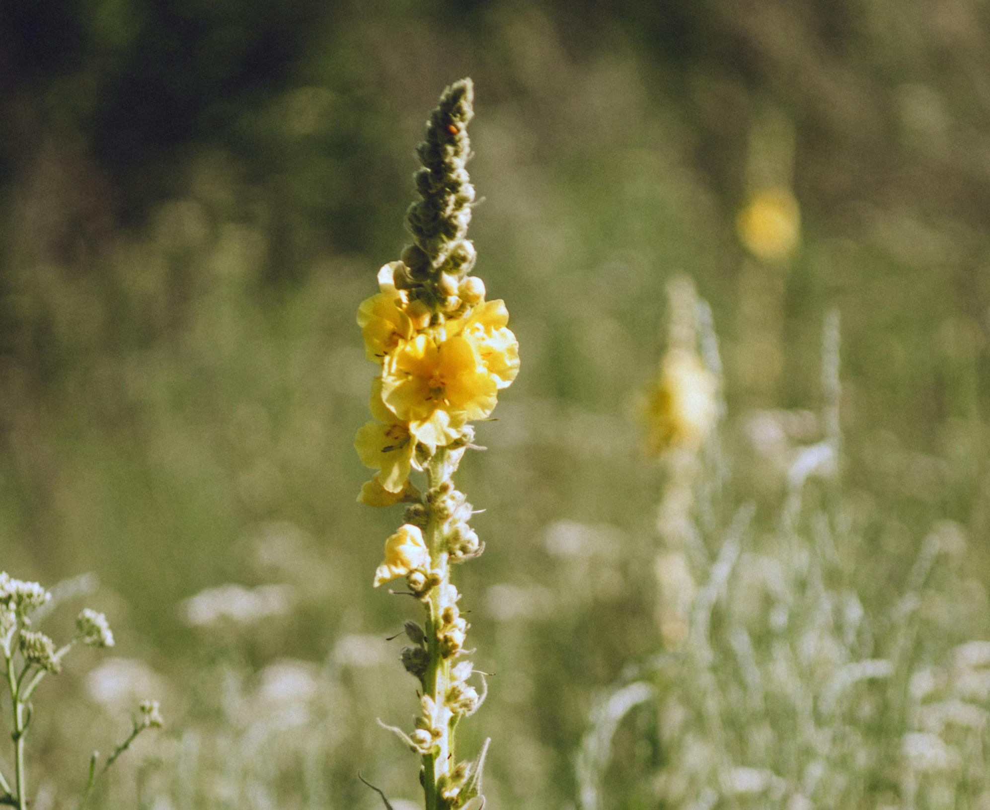 Breathing Easy with Mullein