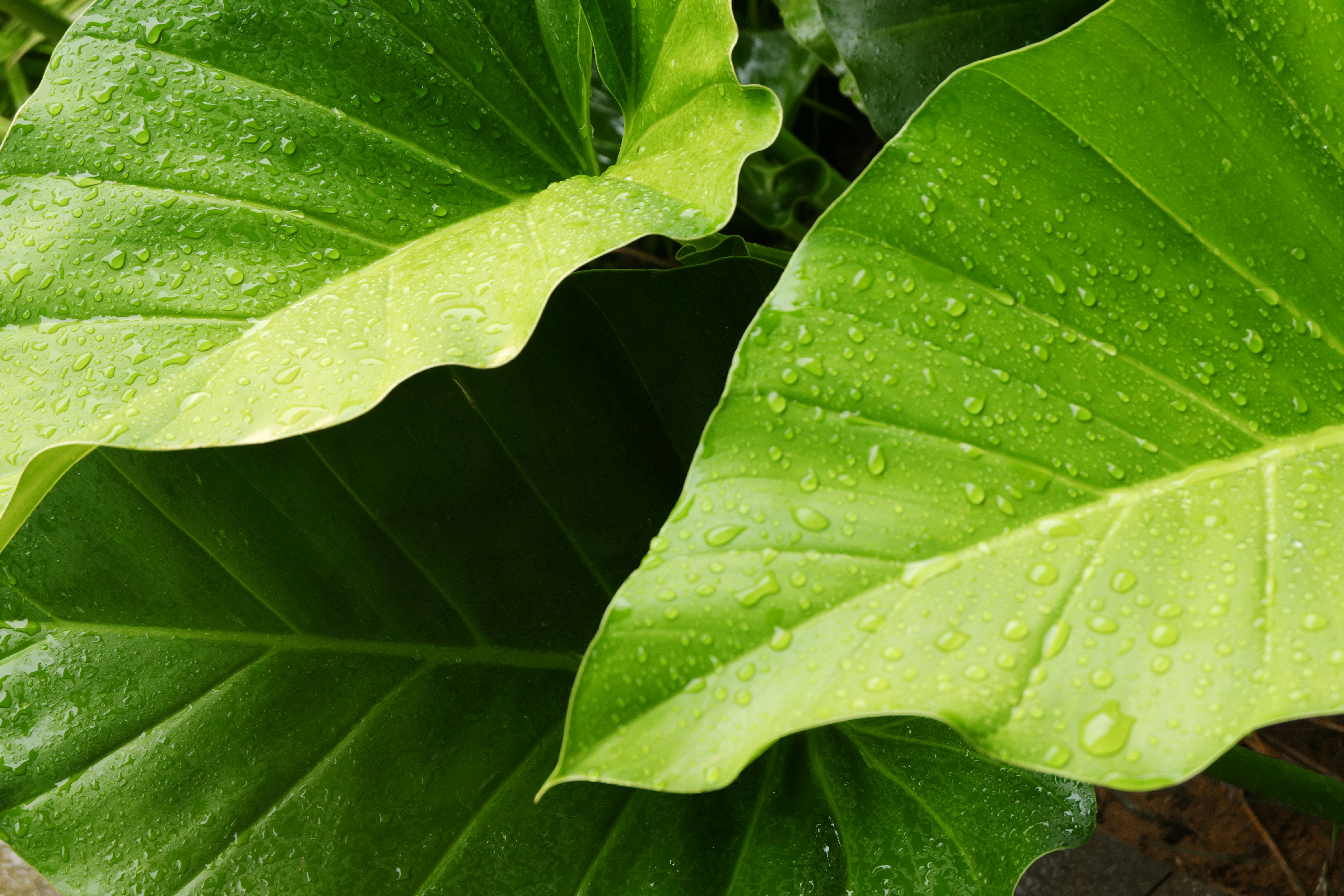 What Are Flavonoids and Why Should You Care?